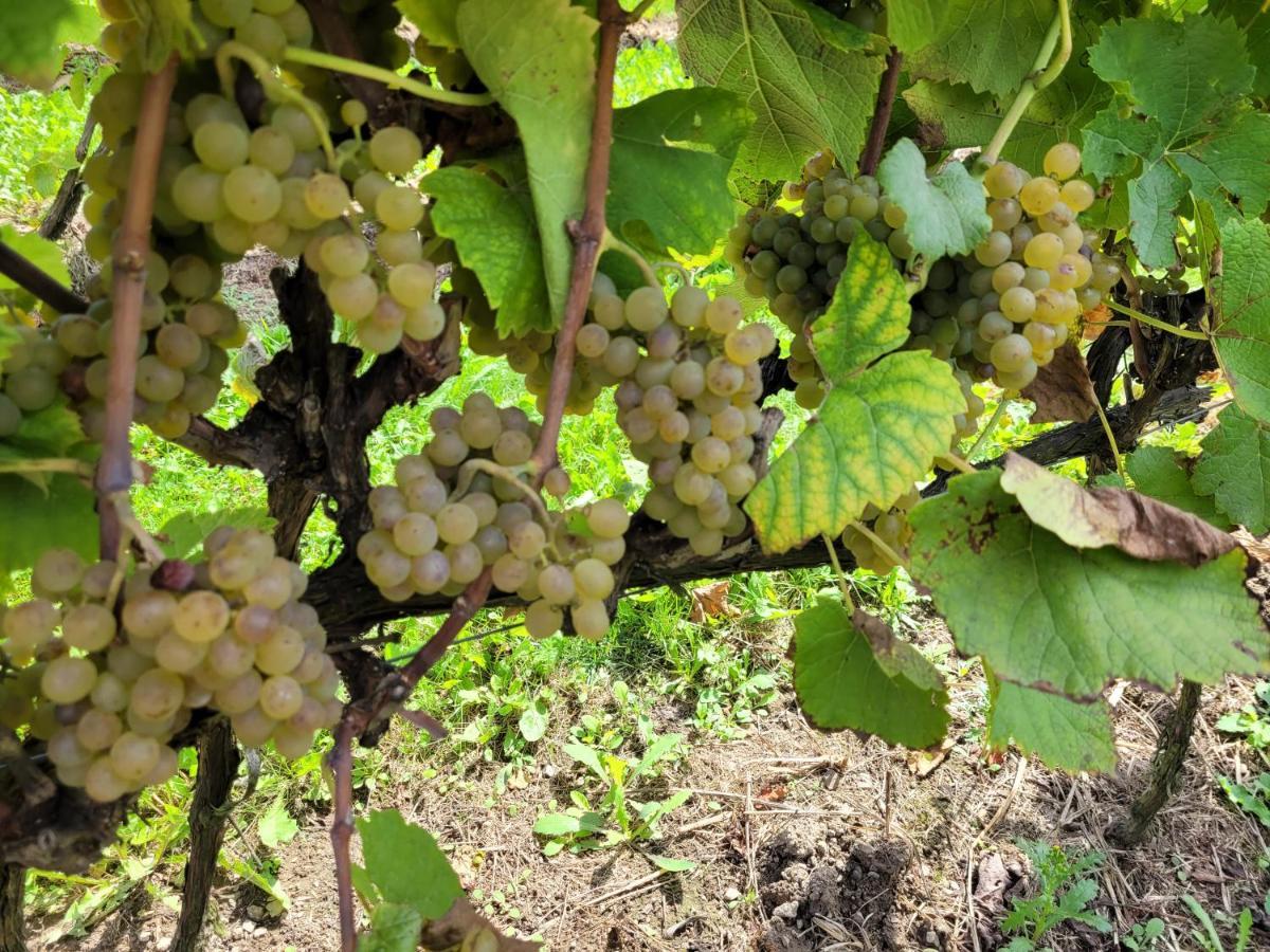 Fantastic View Vineyard Beskid Mountains Gruszow  外观 照片