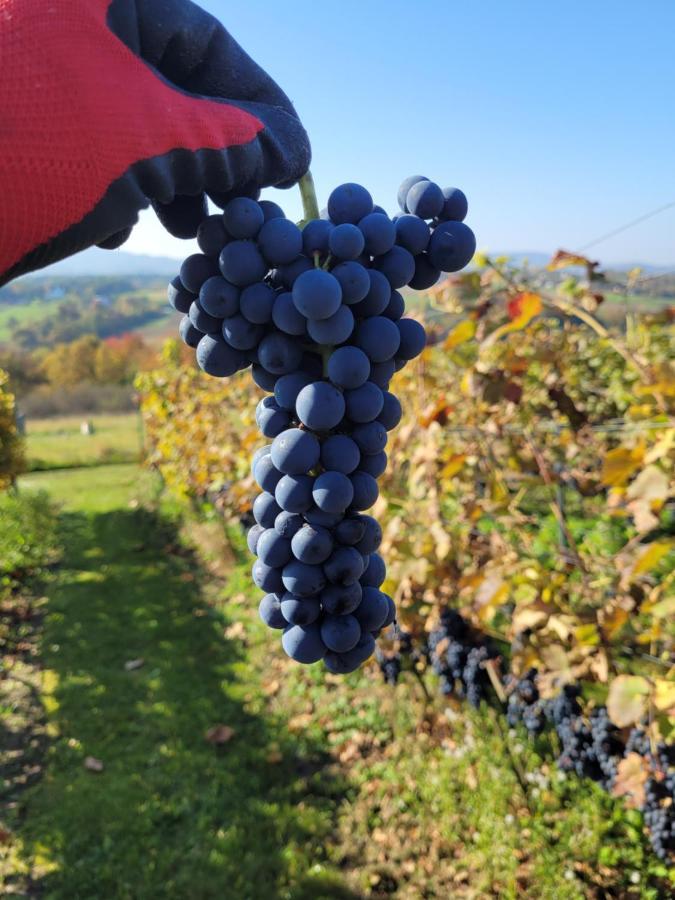 Fantastic View Vineyard Beskid Mountains Gruszow  外观 照片